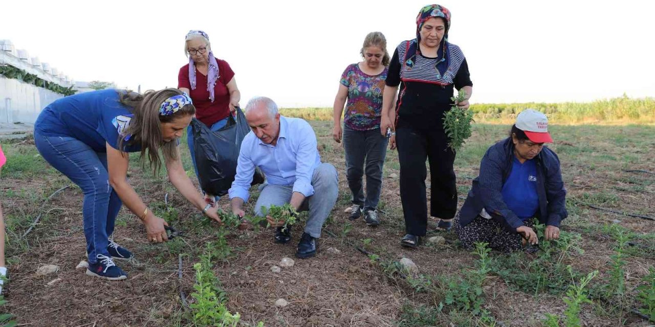 Akdeniz’de Stevia Ve Moringa Bitkilerinin İlk Hasadı Yapıldı