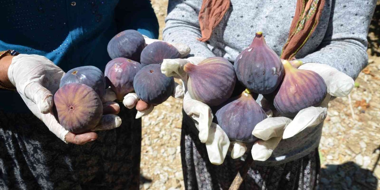 Antalya’da 800 Rakımlı Köyde İncir Hasadı Başladı