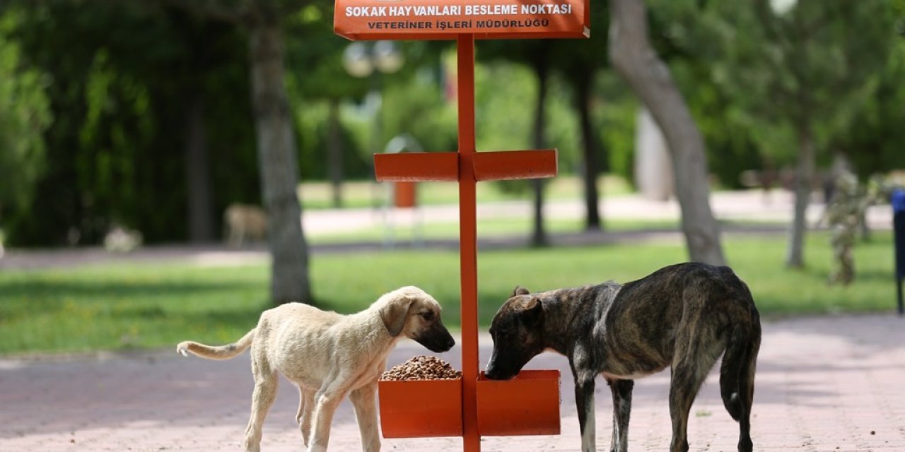 Kocasinan’da Bayat Ekmekler, Sokak Hayvanlarına Mama Oluyor