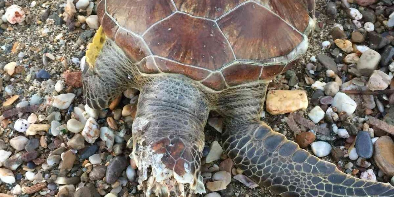 Alanya Sahilinde Ölü Caretta Caretta Bulundu