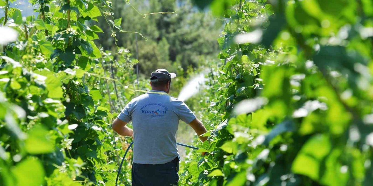 5 Bin Metrekarelik Alana Ekimi Yapılan Çandır Fasulyesinde Hasat İçin Gün Sayılıyor