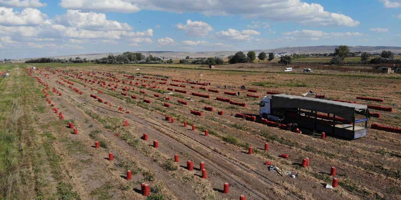 Hasadı Yapılan Soğan Bu Yıl Üreticinin Yüzünü Güldürdü