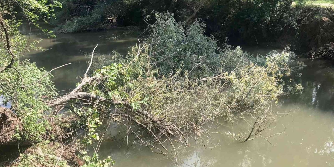 Şiddetli Rüzgarın Etkisiyle Ağaç Porsuk’a Devrildi