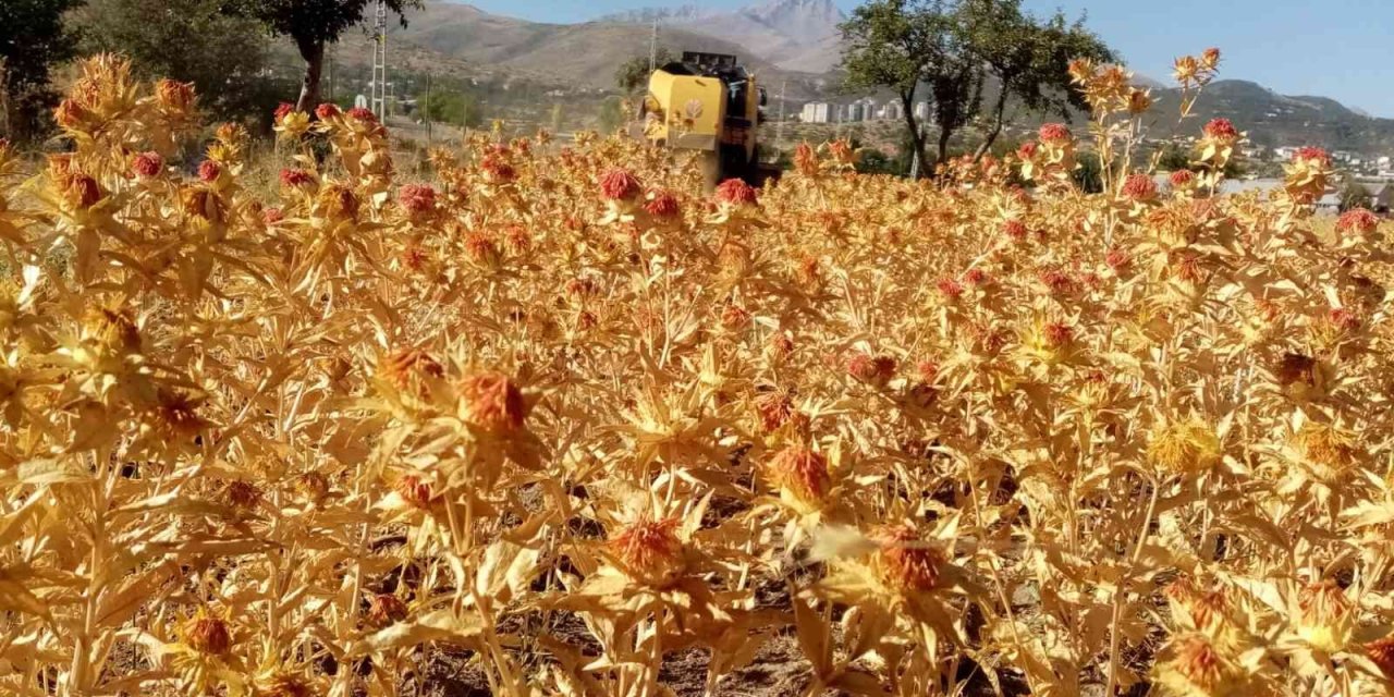 Çiftçi Belediye Talas Şimdi De Aspir Hasadı Yaptı