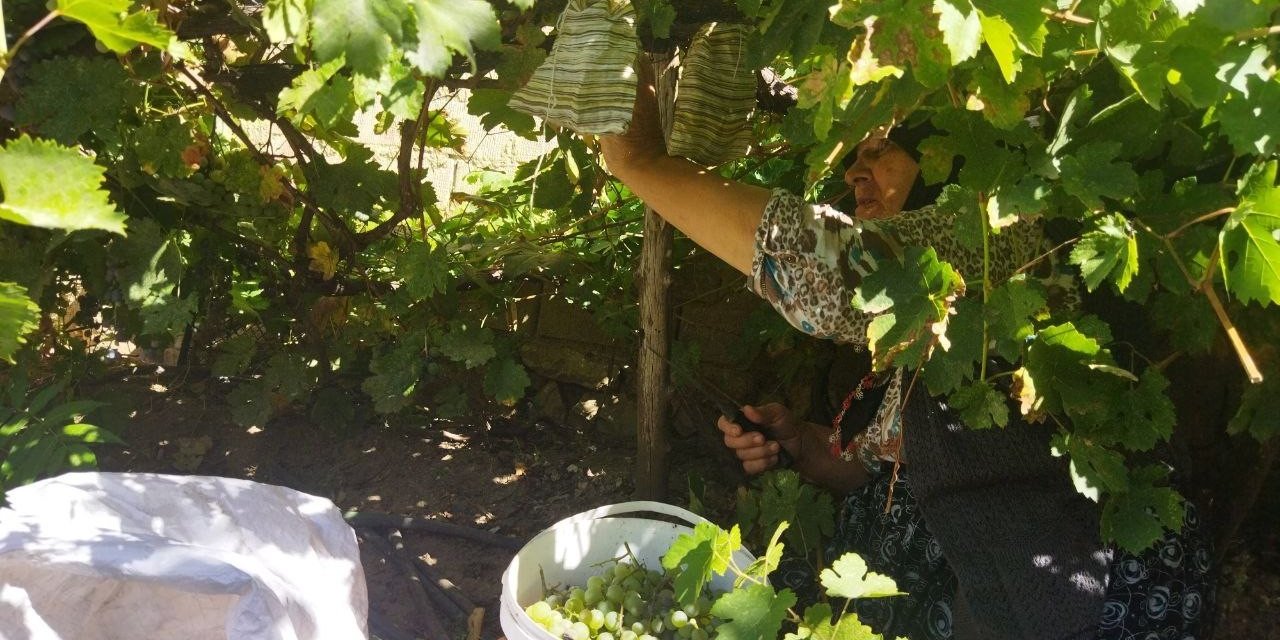 Yunusemre’de Bağ Bozumu Başladı