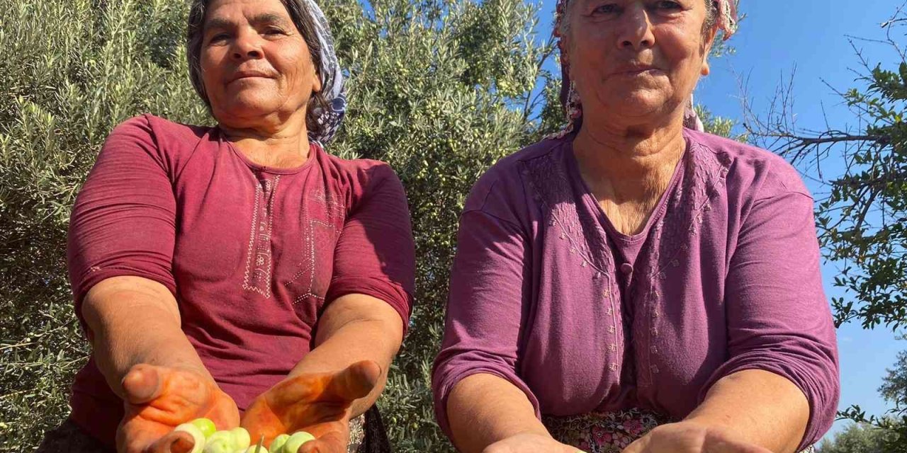 Antalya’da Zeytin Hasadı Başladı