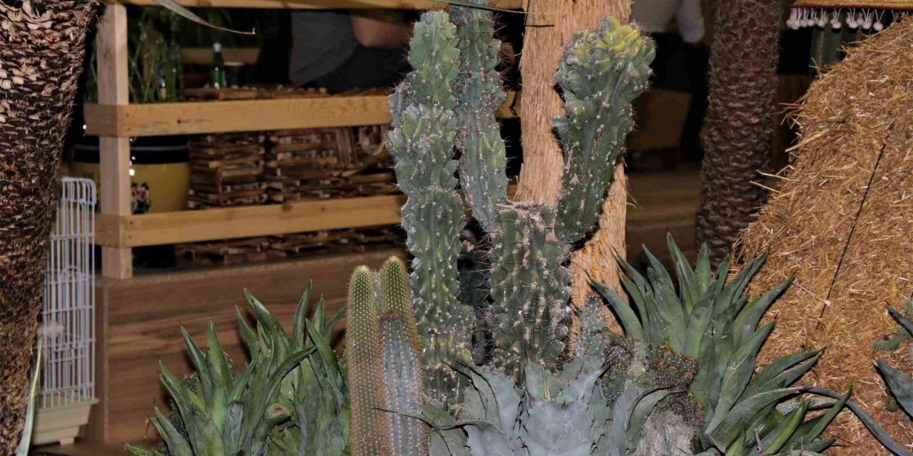 Payzajda Kuraklık Bitkilerine Dönüş