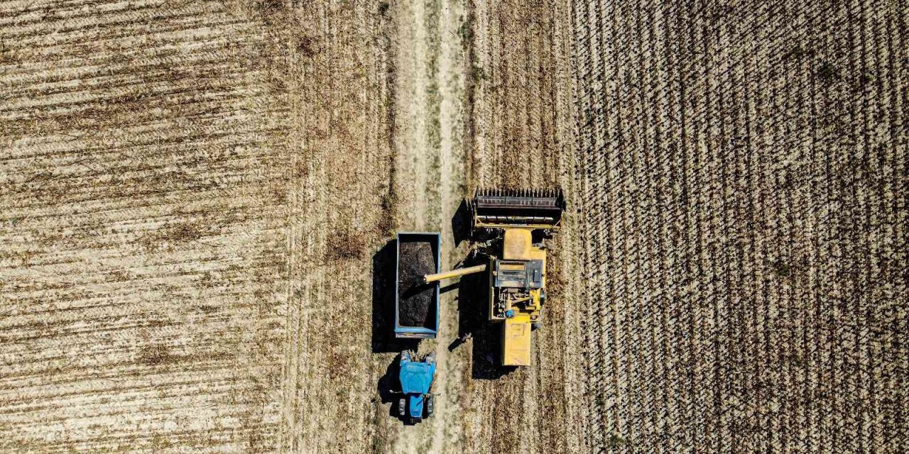 Çaykenarı Mahallesi’nde  Ayçiçeği Hasadı Sevinci