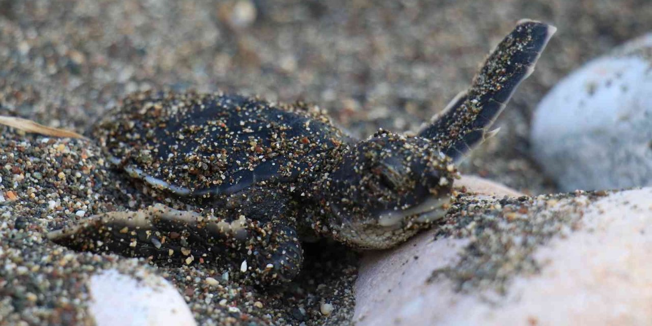 Sona Kalan Caretta Caretta Yavruları Denizle Buluşturuldu