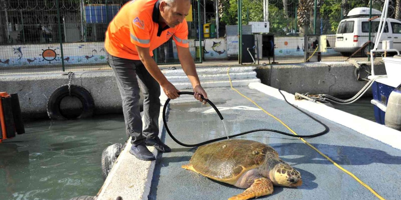 Yaralı Carettayı Belediye Ekibi Kurtardı