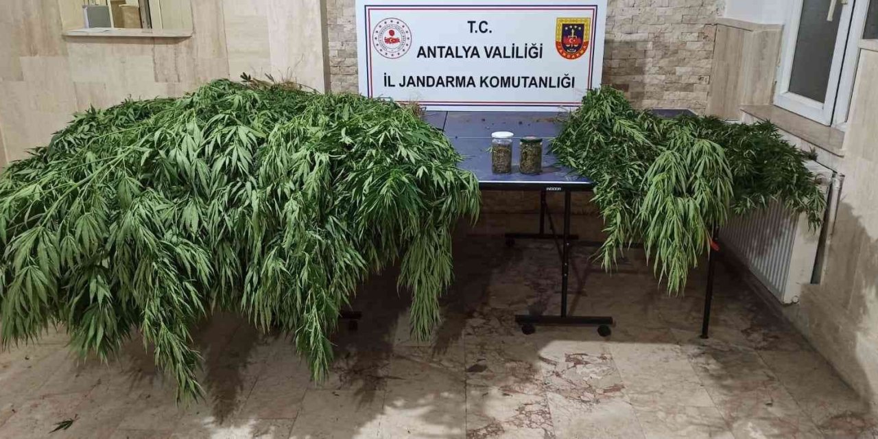 Korkuteli’nde 30 Kök Kenevir, 28 Kök Skunk Ele Geçirildi