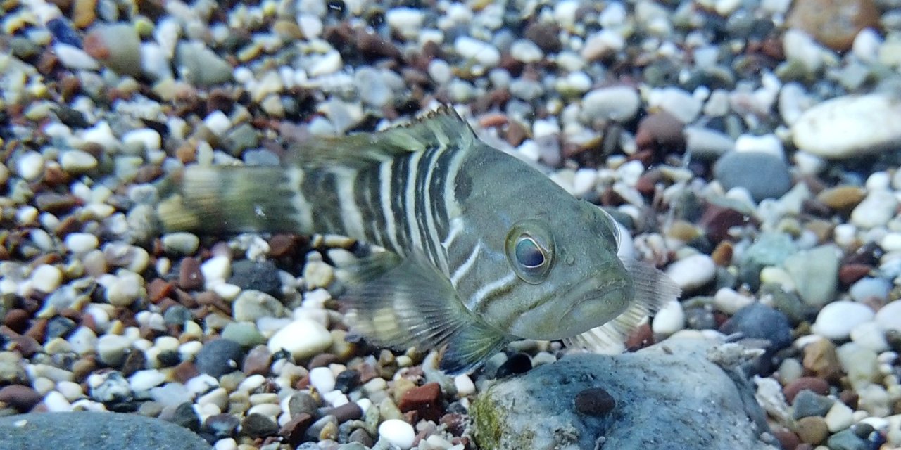 Av Yasağı Etkisini Gösterdi, Antalya Körfezi’nde Her Taşın Altından ‘lagos’ Balığının Yavrusu Çıkıyor