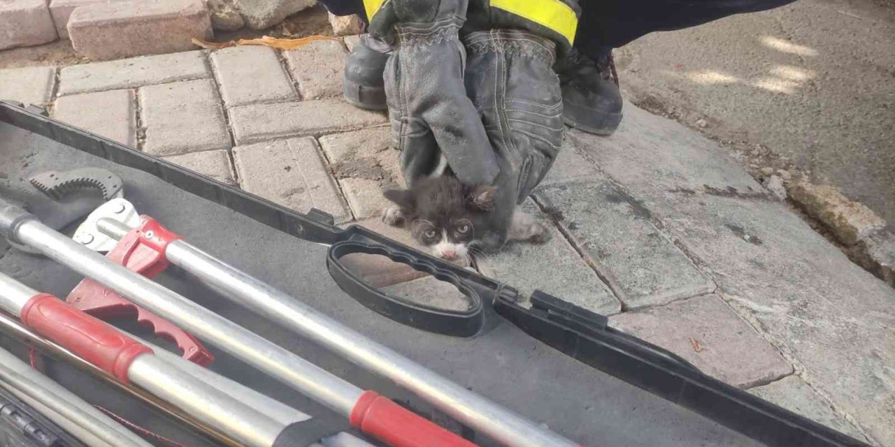 Afacan Kedi İçin İkinci Operasyon