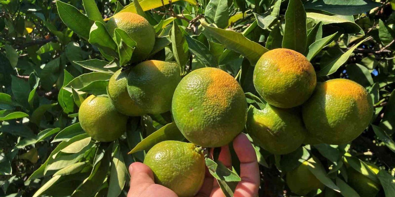 Erkenci Mandalinada Hasat Başladı