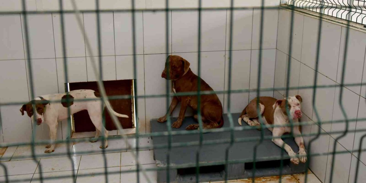 Kedi Evi’ne Giren 3 Pitbull Cinsi Köpek 12 Kediyi Telef Etti