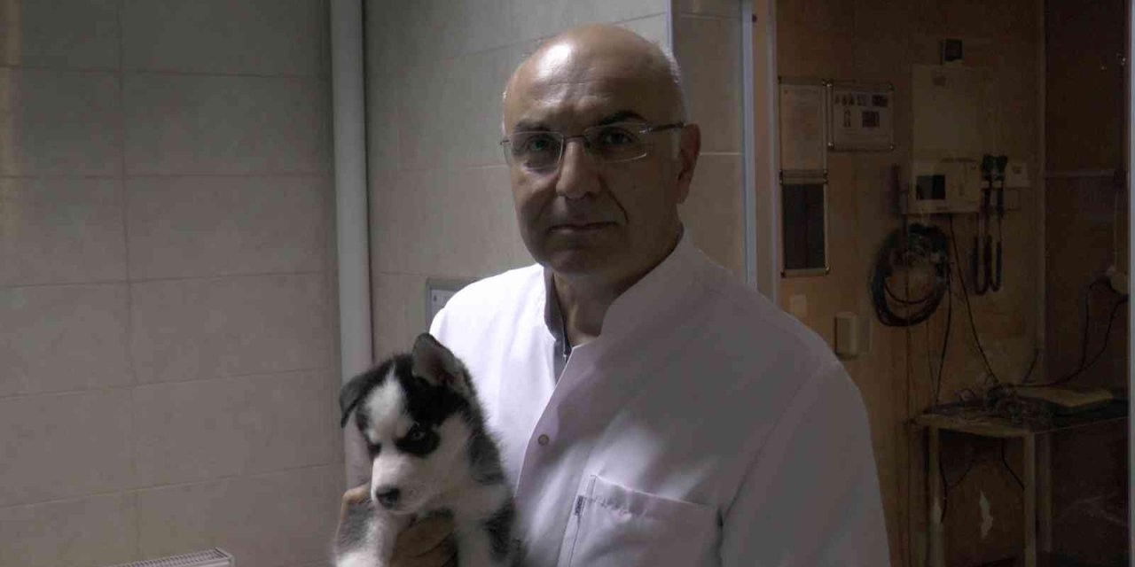 Pet Hayvanlarında Her Tüy Dökülmesi Hastalık Değil