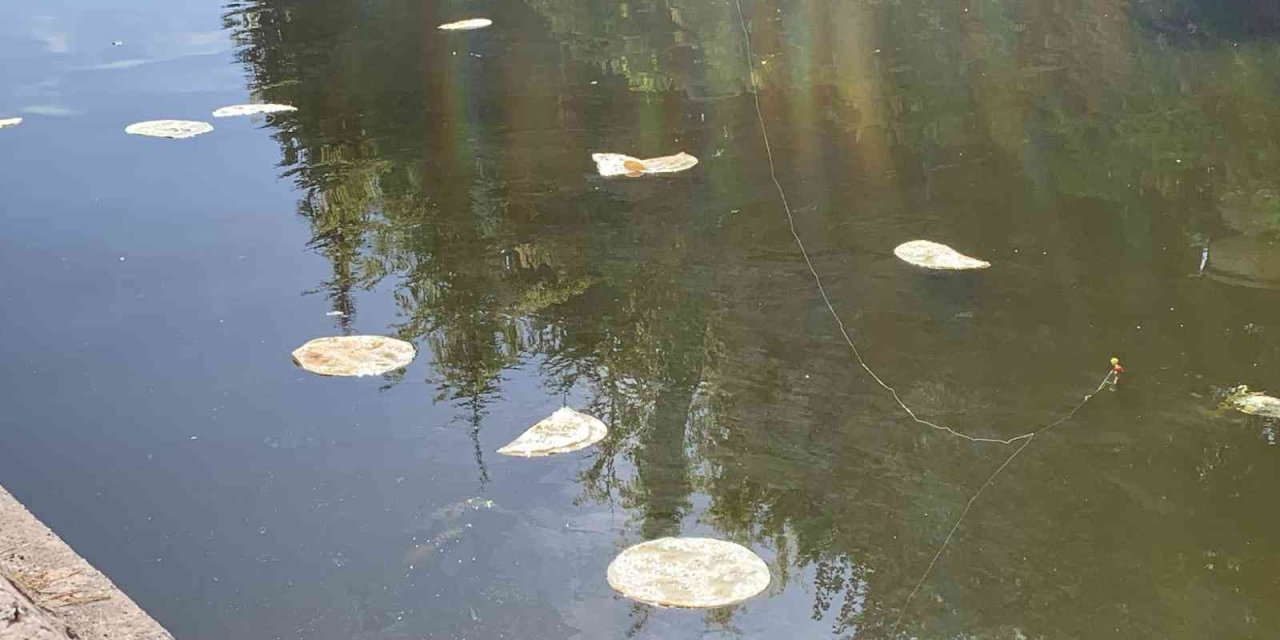 Porsuk’a Atılan Ekmekler ‘pes’ Dedirtti