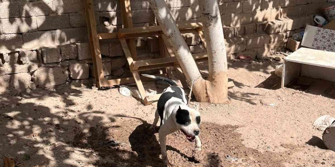 Konya’da Pitbull Besleyen 3 Kişiye Toplam 44 Bin 946 Lira Ceza
