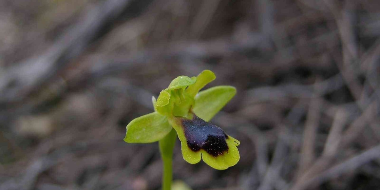 Türkiye Tarihinin En Büyük Yangını Saman Orkidesi Türünü Yok Etti