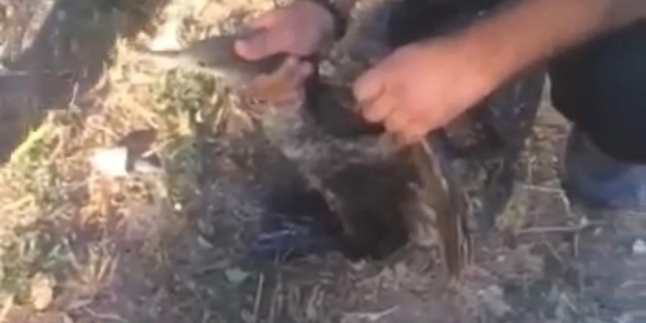 Misinaya Dolanan Balıkçıl Kuşu İtfaiye Ekiplerince Kurtarıldı