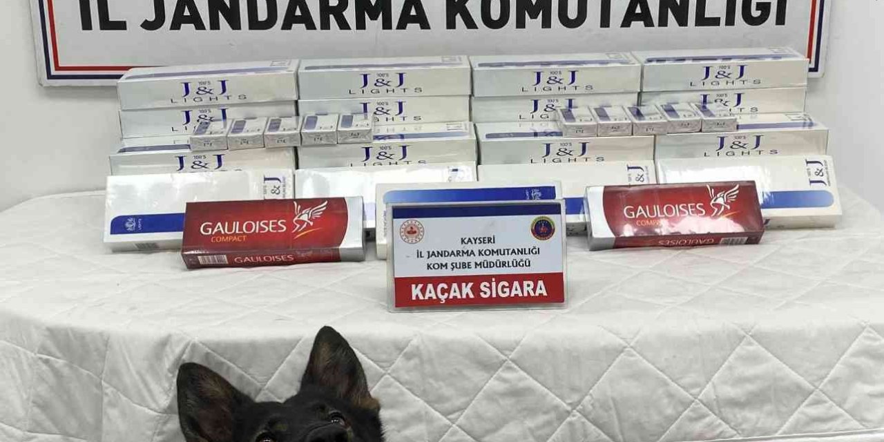 Tütün Tespit Köpeği ’yolcu’, Sigara Kaçakçılarını Engelledi