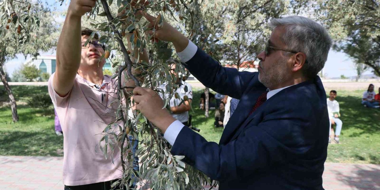 Rektör Şahin Yarışa Katıldı, Öğrencilerle Kıyasıya İğde Topladı