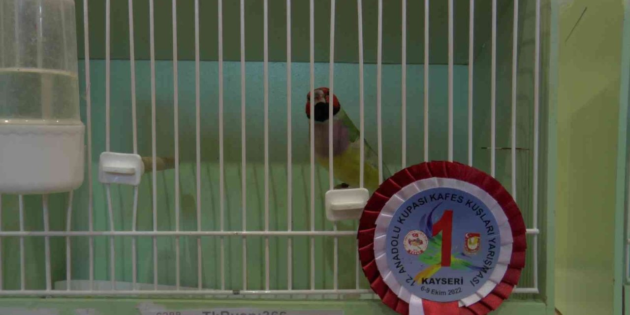 Kafes Kuşları Güzellikte Yarıştı