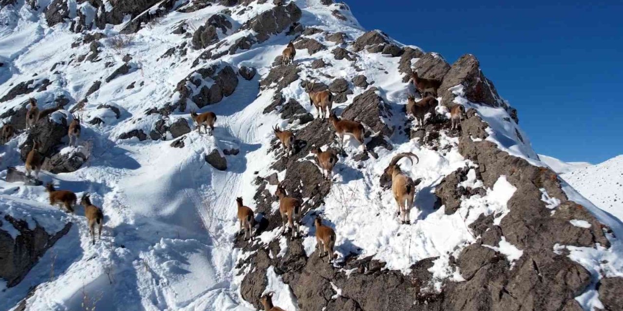 Aladağlar Milli Parkı’nda Yaban Keçisi Avlattırılması İçin İhale Yapıldı
