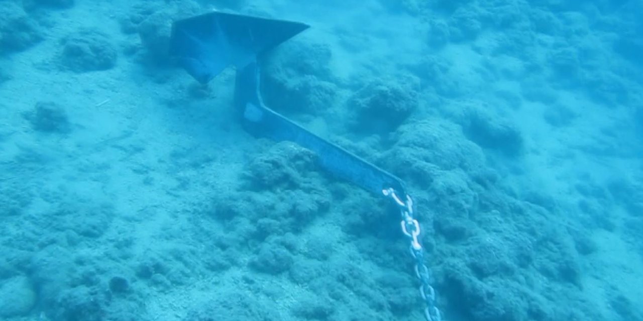 Denizin Amazon Ormanları 7 Yıl İçinde Böyle Yok Oldu