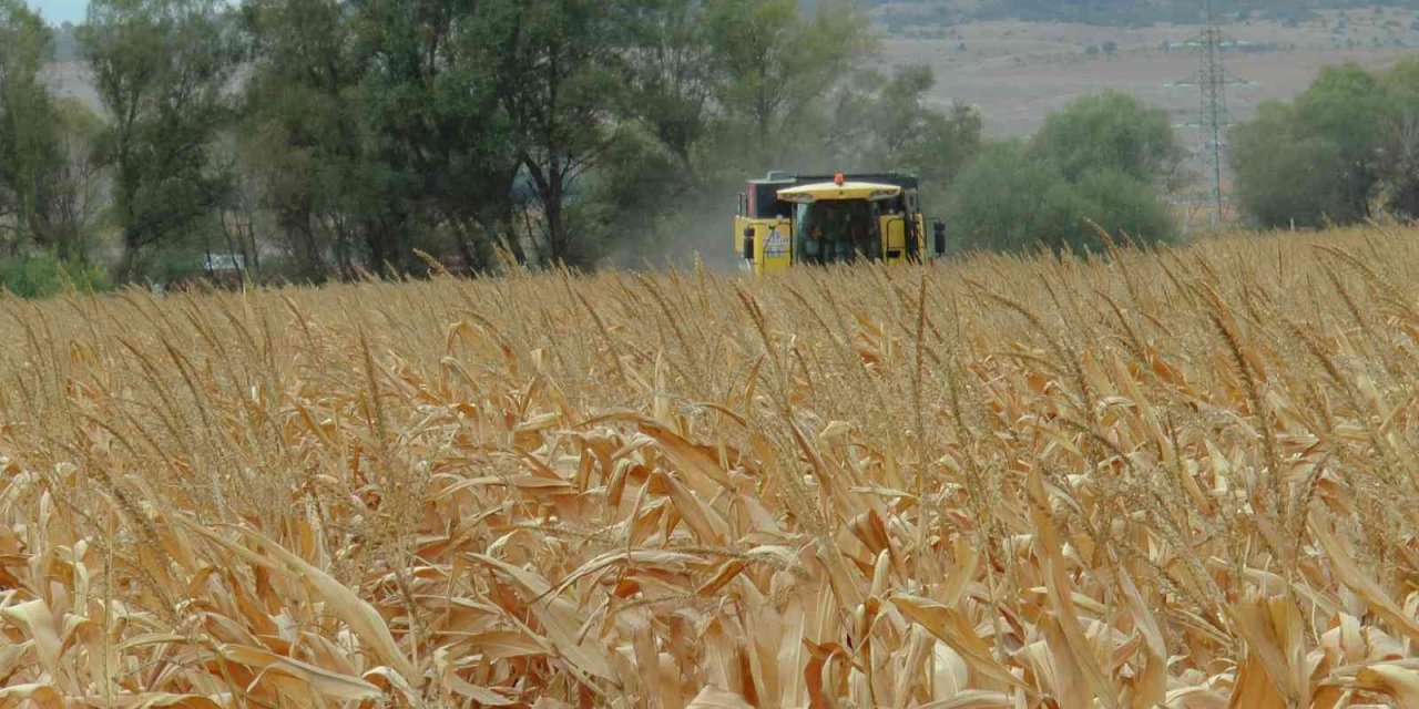 Eskişehir’de Mısır Verimi Yüz Güldürdü