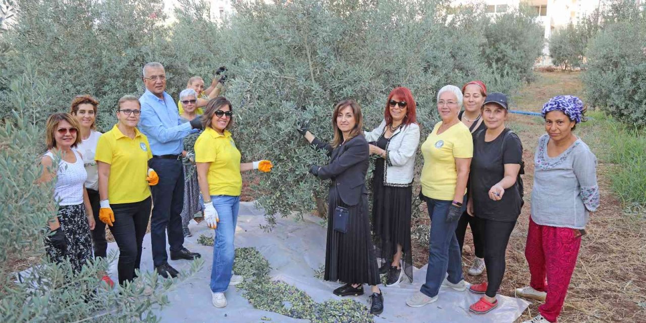 Zeytinler Kız Çocukları İçin Toplandı