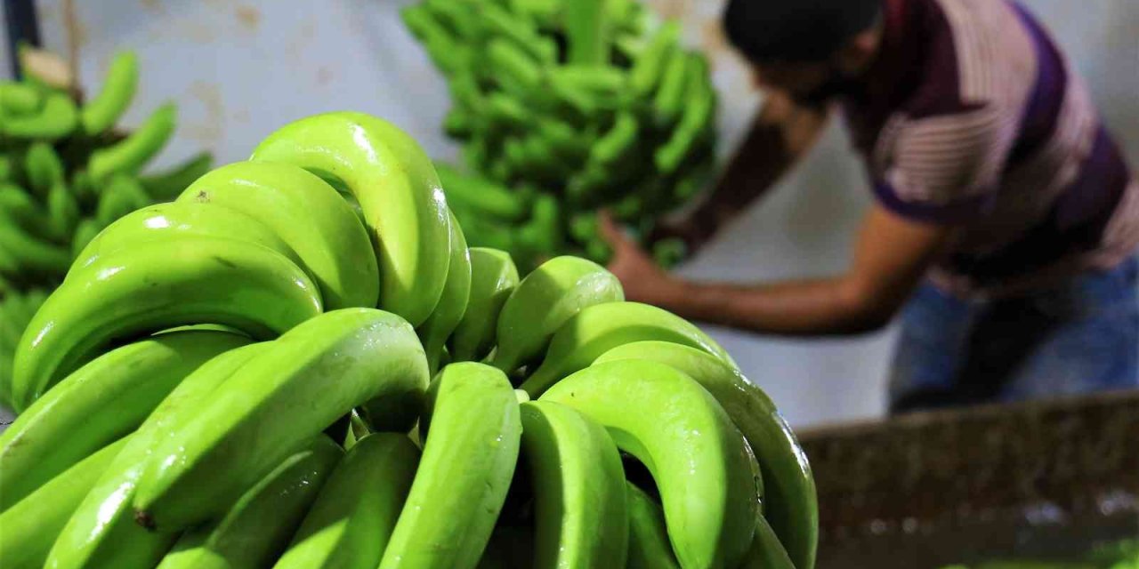 Markette İthali 50, Yerlisi 25 Tl: Muzda Hasat Başladı, Bahçede Kilosu 13 Tl