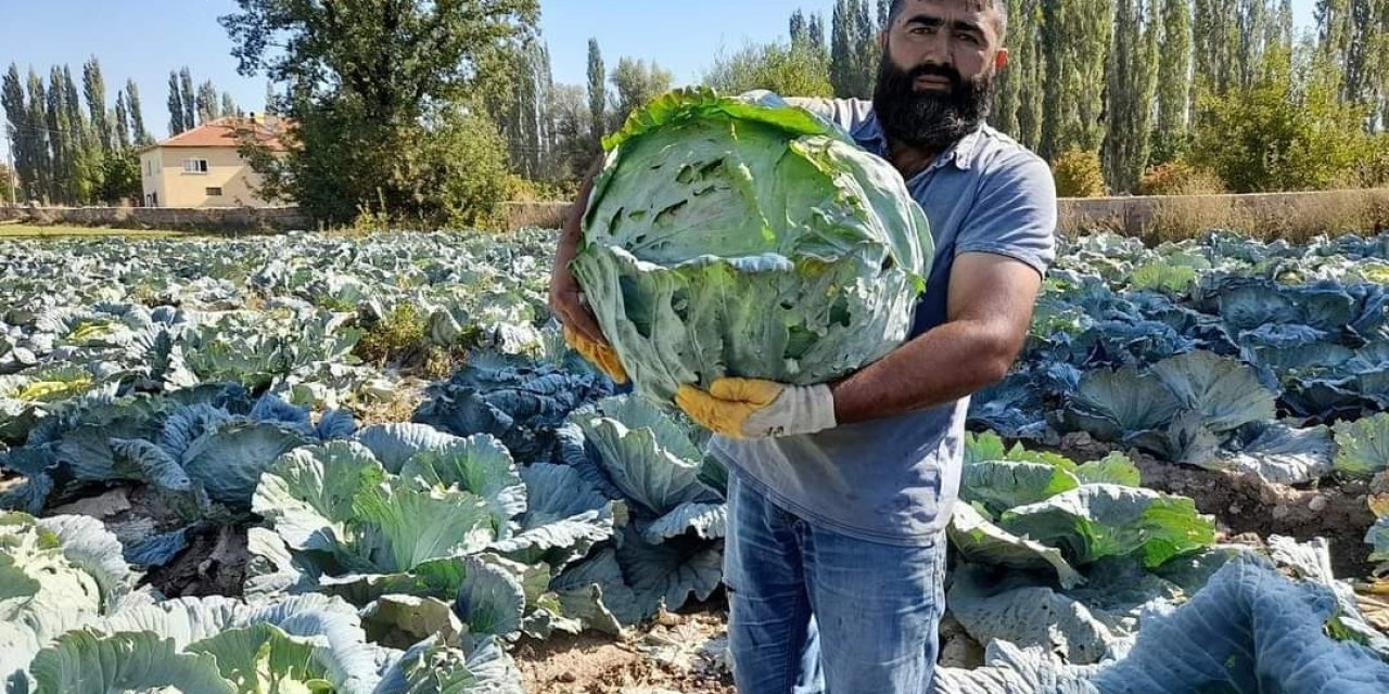 Organik Lahanaya İlgi Büyük