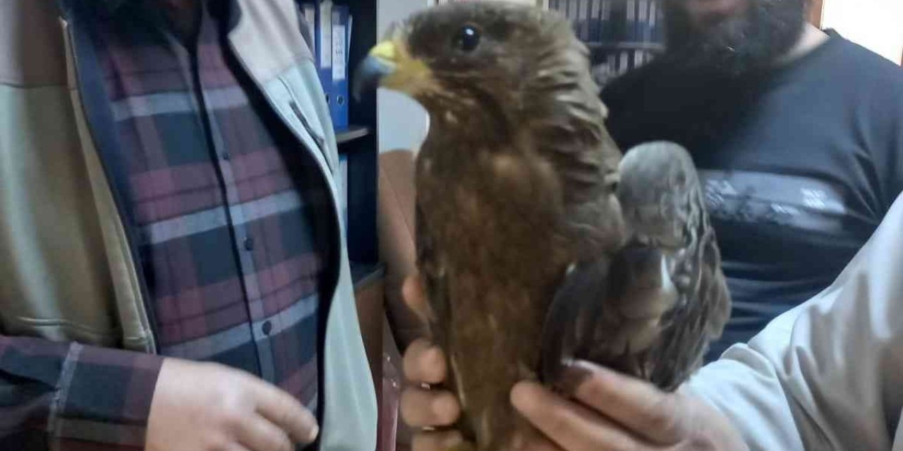 Yaralı Arışahini Korumaya Alındı