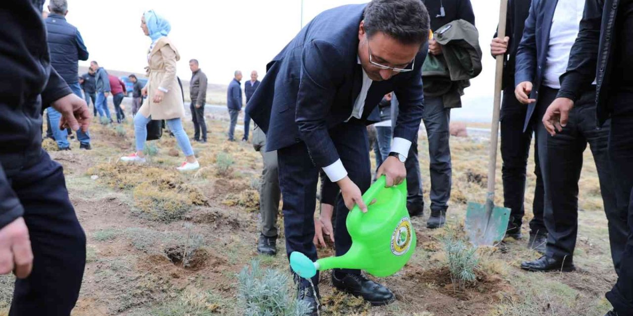 Erciyes Lavantayla Renkleniyor