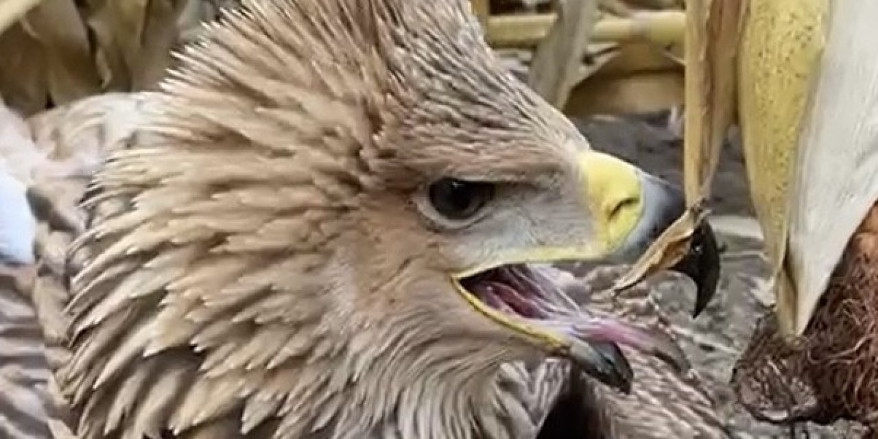 Mısır Tarlasına İnen Kartal Ve Akbaşlar Böyle Karşılaştı