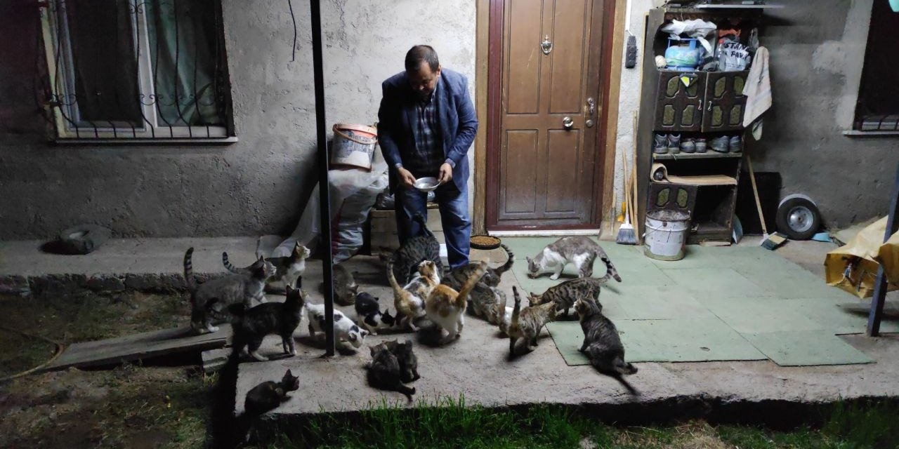 "kedilerin Babası" Kendi İmkanlarıyla 80 Kediyi Besliyor