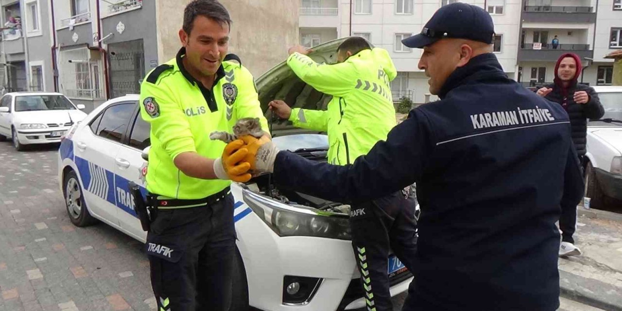 Minik Kedi Karaman'da Ekipleri Uğraştırdı