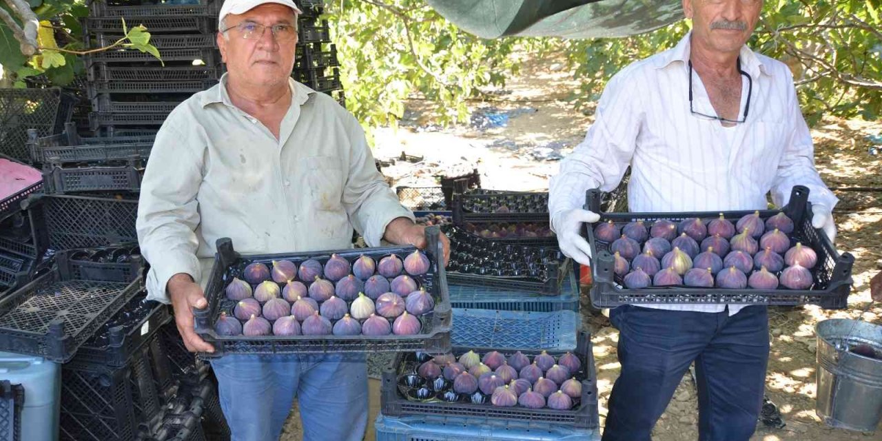 Toroslar’ın Yüksek Kesimlerinde İncir Hasadı Sona Erdi