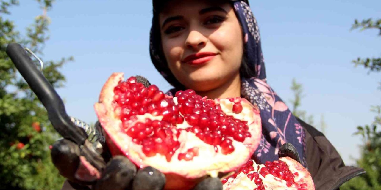 Fiyatı Yüzde Yüz Artan Nar Yüz Güldürüyor