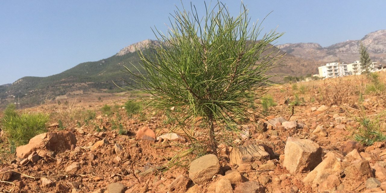 Milyonlarca Tohum Toprakla Buluşmaya Başladı, Yanan Ormanlar Tekrar Yeşerecek