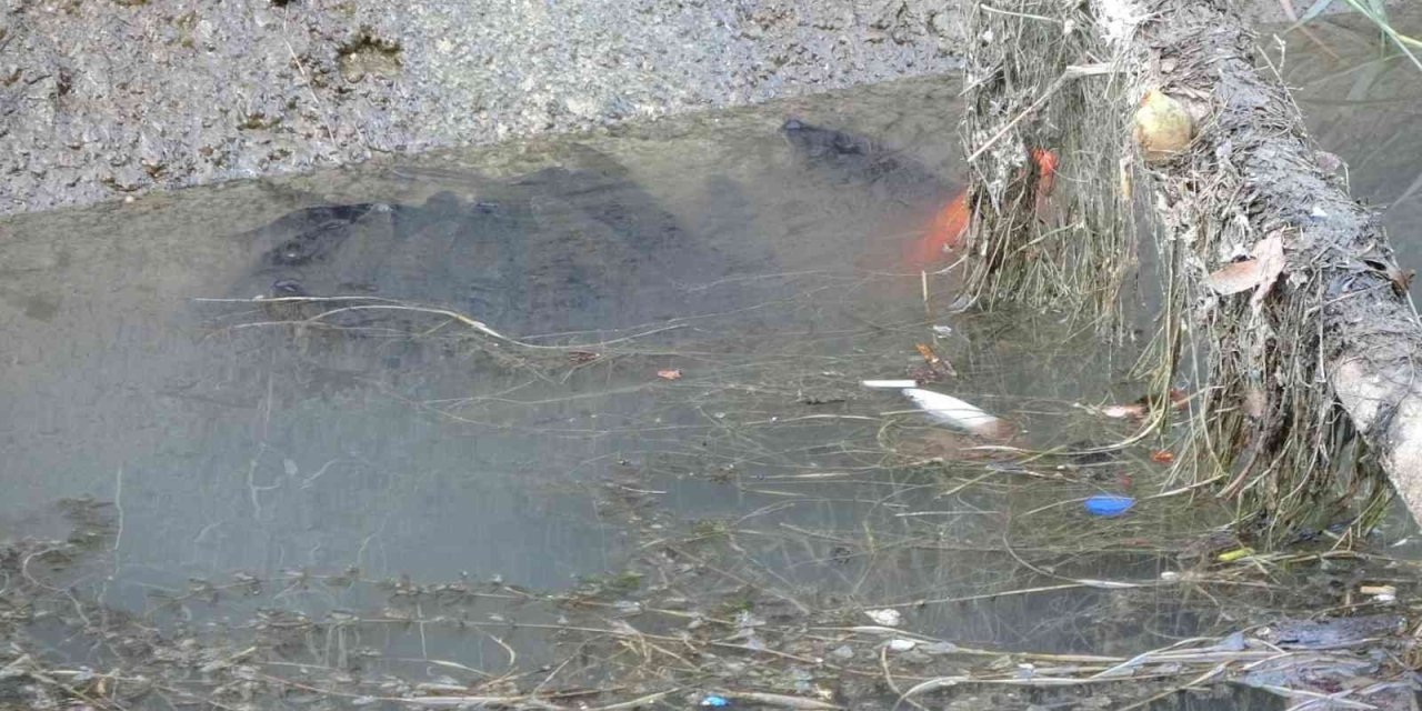 Manavgat’ta Sulama Kanalında Balık Ölümleri