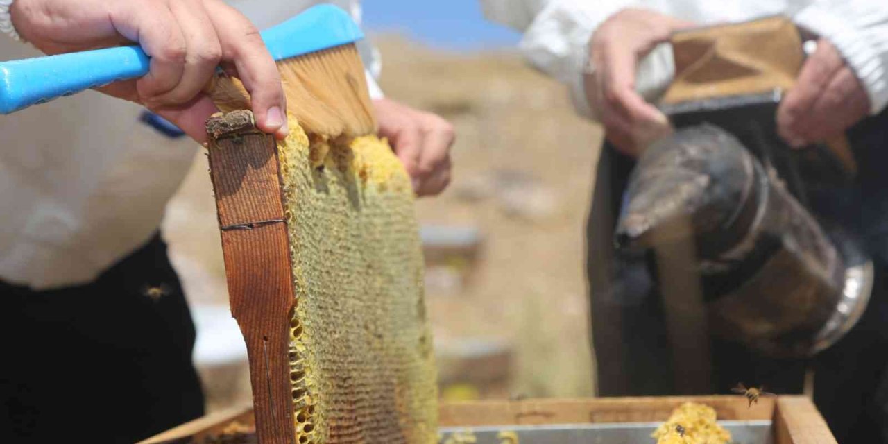 Yurt Dışında Kilosu 500 Dolar : Eğriçayır Yaylası Balının Anti Mikrobiyal Olduğu Tescillendi