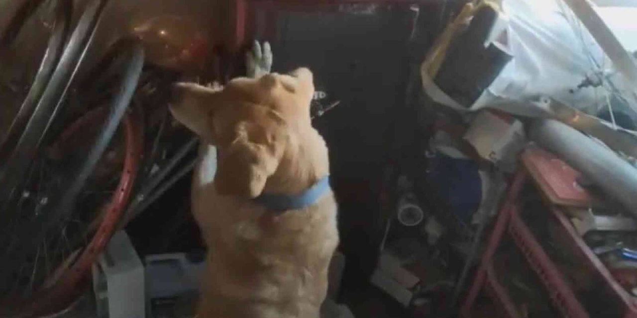 Çelik Kasaya Saklanmış Uyuşturucuyu Narkotik Köpeği Buldu