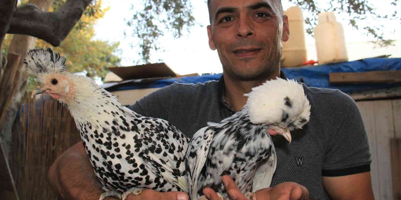 Bu Tavukların Yumurtası Yurt İçinde 80, Yurt Dışında 150 Lira