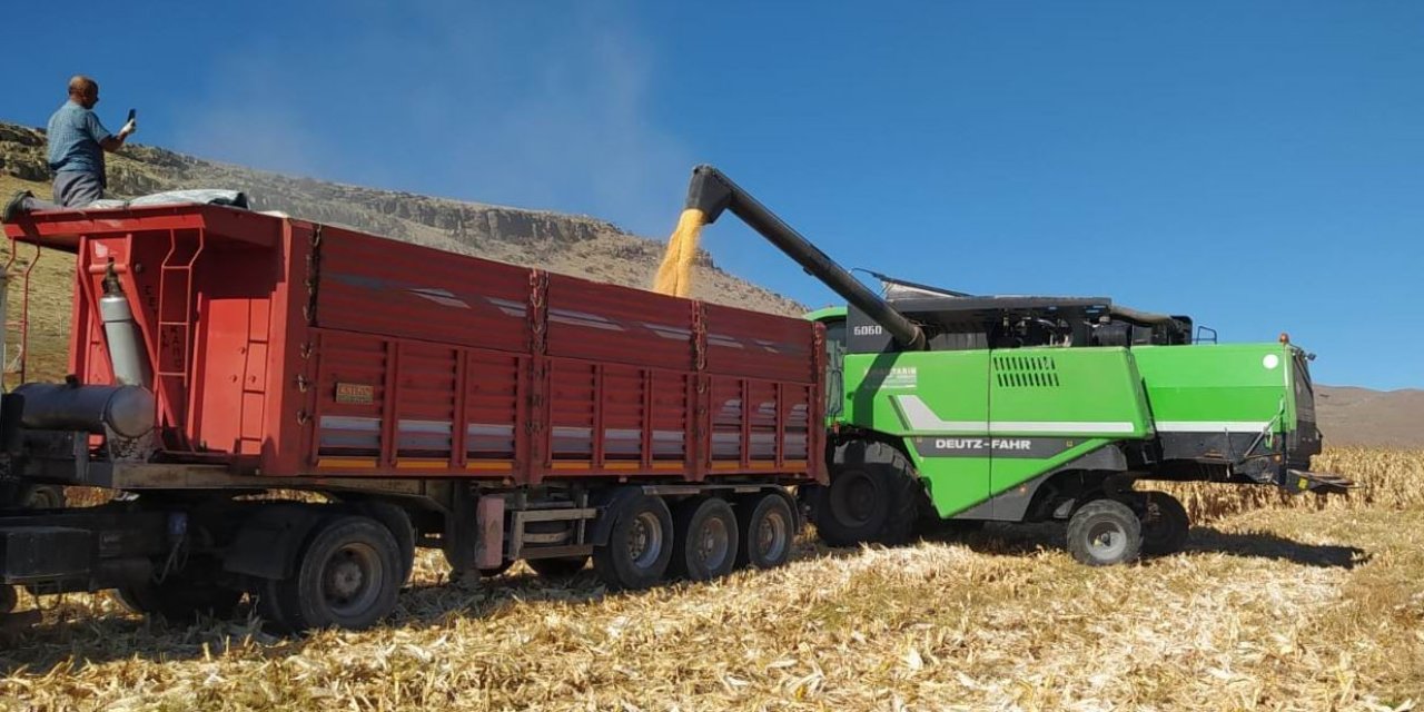 Kulu’da Dane Mısır Hasadına Başlandı