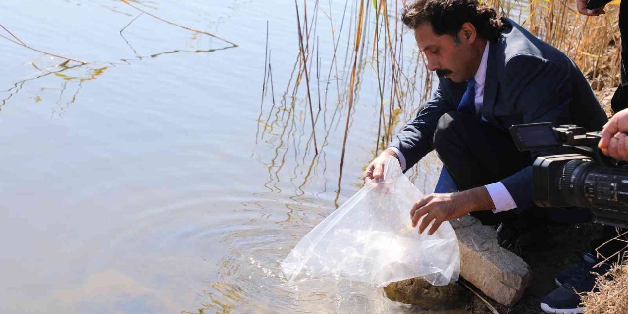 Eskişehir’de 903 Bin Adet Yavru Sazan Balığı Salımı Yapıldı
