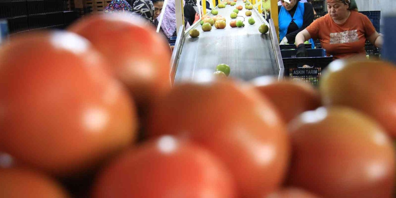 Avrupa’dan Talep Üstüne Talep Geliyor, Domates Üreticisinin Yüzü Gülüyor