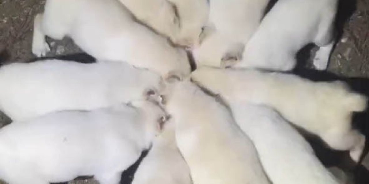 Yavru Akbaşların Aynı Kap İçerisinden Mama Yediği Anlar Görenleri Gülümsetti