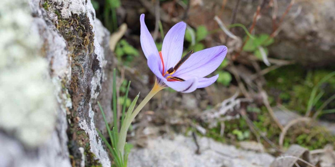Dünyada Sadece Antalya’da Bulunan Olimpos Safranı Tehlike Altında